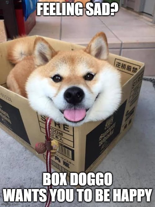 box doggo | FEELING SAD? BOX DOGGO WANTS YOU TO BE HAPPY | image tagged in wholesome | made w/ Imgflip meme maker