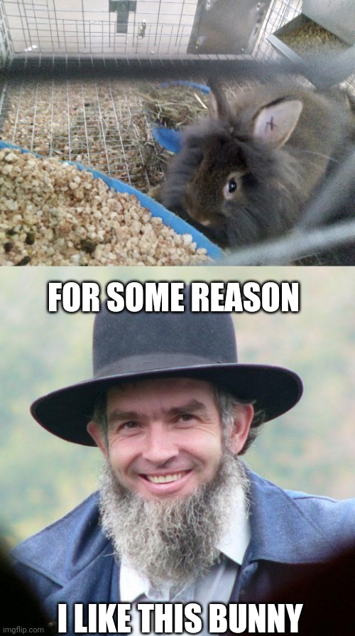 AMISH BUNNY | FOR SOME REASON; I LIKE THIS BUNNY | image tagged in amish,bunny,rabbit,bunnies | made w/ Imgflip meme maker