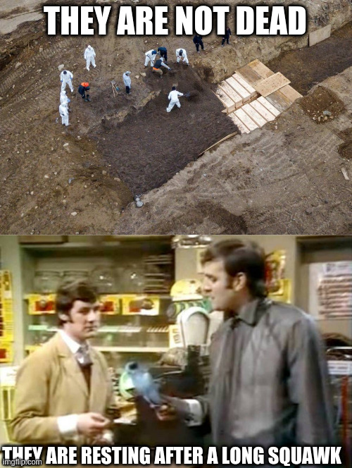 the vaccine helps your body fight the covid virus, but not worms - SAD | THEY ARE NOT DEAD THEY ARE RESTING AFTER A LONG SQUAWK | image tagged in monty python dead parrot | made w/ Imgflip meme maker
