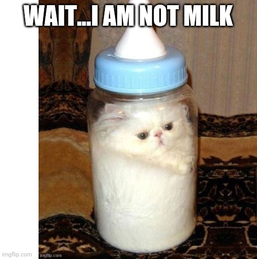 KITTY JUST WANTED SOME MILK | WAIT...I AM NOT MILK | image tagged in cats,funny cats | made w/ Imgflip meme maker