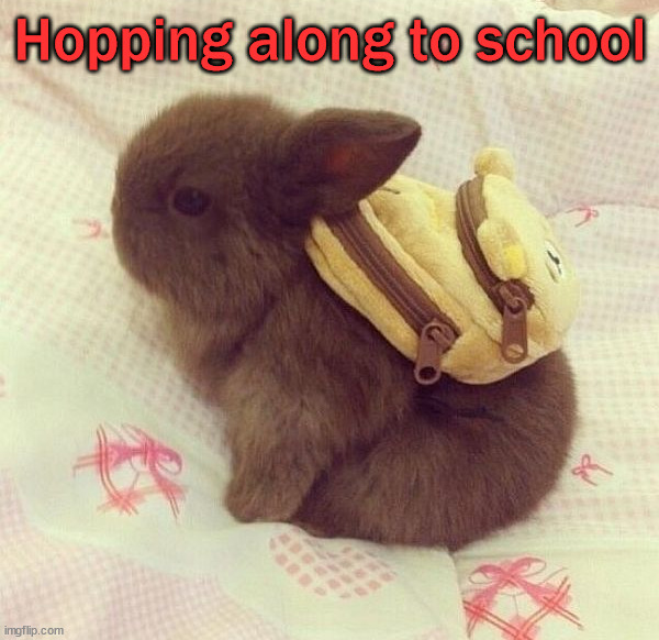 Hopping along to school | image tagged in bunnies | made w/ Imgflip meme maker