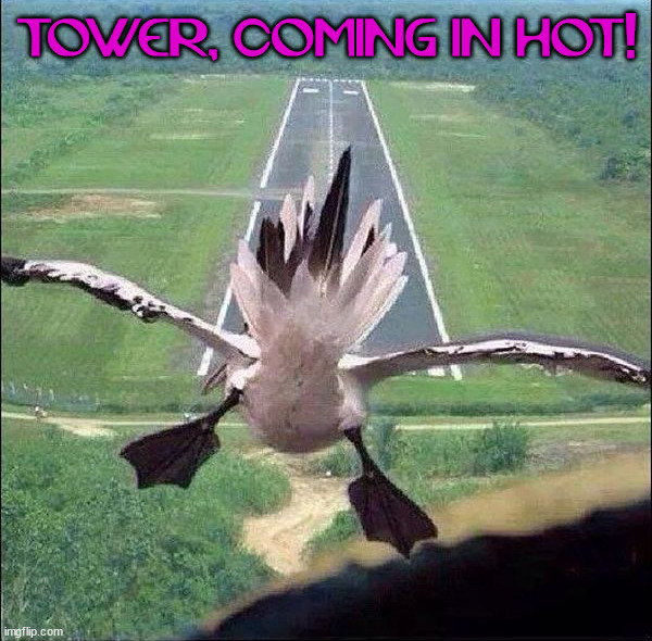 TOWER, COMING IN HOT! | image tagged in ducks | made w/ Imgflip meme maker