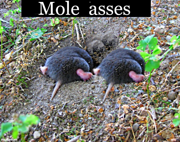 mole asses | MOLE ASSES | image tagged in mole,asses | made w/ Imgflip meme maker