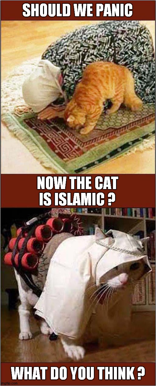 Another Radicalized Cat ? | SHOULD WE PANIC; NOW THE CAT IS ISLAMIC ? WHAT DO YOU THINK ? | image tagged in cats,radical islam,panic | made w/ Imgflip meme maker