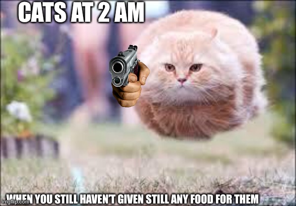 Prove me wrong? | CATS AT 2 AM; WHEN YOU STILL HAVEN’T GIVEN STILL ANY FOOD FOR THEM | image tagged in flying cat ball,murder | made w/ Imgflip meme maker