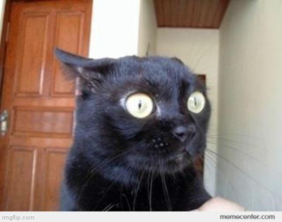 Scared Cat | image tagged in scared cat | made w/ Imgflip meme maker