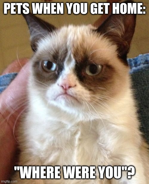 pets | PETS WHEN YOU GET HOME:; "WHERE WERE YOU"? | image tagged in memes,grumpy cat | made w/ Imgflip meme maker