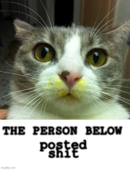 The Person Below Cat | shit; posted | image tagged in the person below cat | made w/ Imgflip meme maker