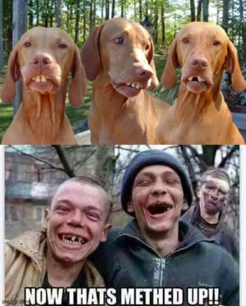 Meth's a Hell of a Drug | image tagged in funny dogs | made w/ Imgflip meme maker