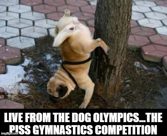 Adventures in Urinating | LIVE FROM THE DOG OLYMPICS...THE PISS GYMNASTICS COMPETITION | image tagged in funny dogs | made w/ Imgflip meme maker