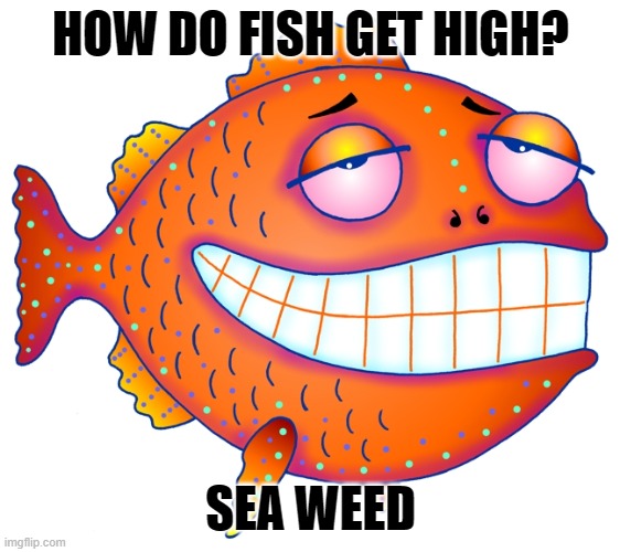 how do fish get high | HOW DO FISH GET HIGH? SEA WEED | image tagged in fish,high,seaweed,stoned | made w/ Imgflip meme maker