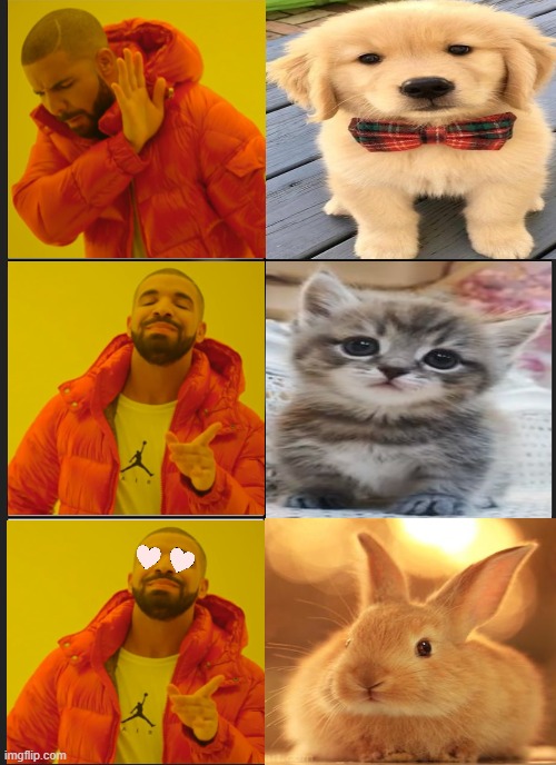 Bunnies are angels | image tagged in meme,dogs are ugly,cats and rabbits are sweet | made w/ Imgflip meme maker