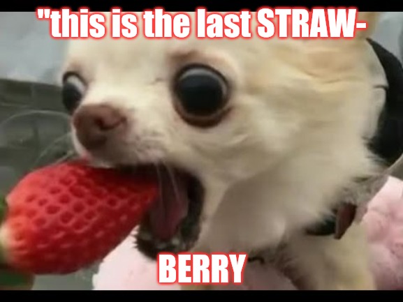 This is the last STRAW- BERRY | "this is the last STRAW-; BERRY | image tagged in dog eats strawberry,too much | made w/ Imgflip meme maker
