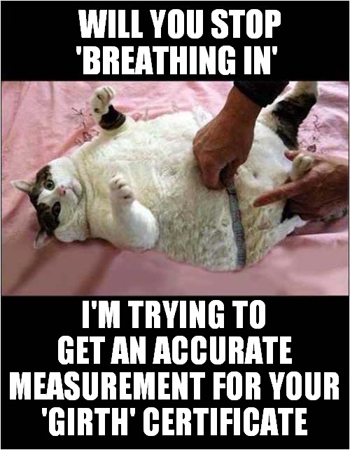 Cat In Denial ! | WILL YOU STOP 'BREATHING IN'; I'M TRYING TO GET AN ACCURATE MEASUREMENT FOR YOUR 'GIRTH' CERTIFICATE | image tagged in cats,fat cat,overweight | made w/ Imgflip meme maker