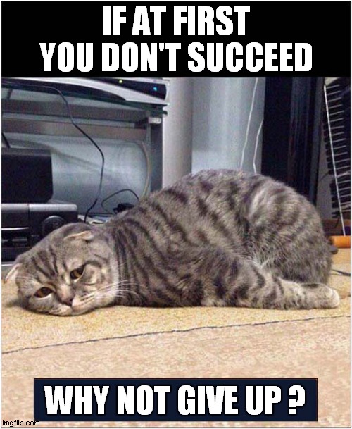 Cat Gives Advice ! | IF AT FIRST YOU DON'T SUCCEED; WHY NOT GIVE UP ? | image tagged in cats,life lessons,give up | made w/ Imgflip meme maker