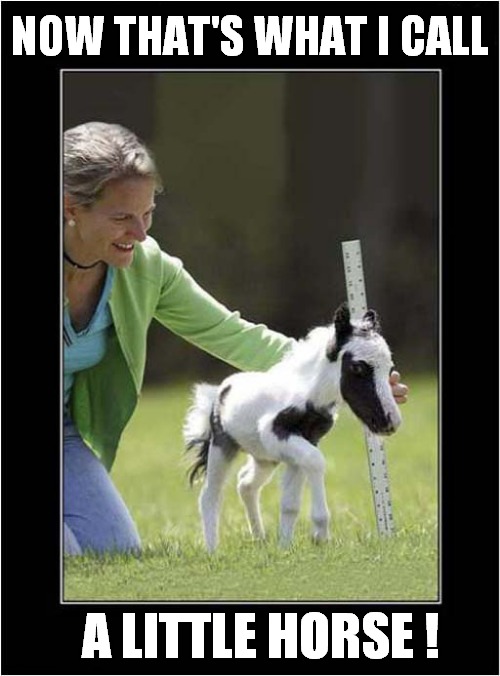 To Make You Smile | NOW THAT'S WHAT I CALL; A LITTLE HORSE ! | image tagged in horses,small | made w/ Imgflip meme maker