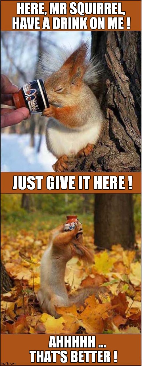 That's One Thirsty Squirrel ! | HERE, MR SQUIRREL,
HAVE A DRINK ON ME ! JUST GIVE IT HERE ! THAT'S BETTER ! AHHHHH ... | image tagged in squirrels,drinking | made w/ Imgflip meme maker