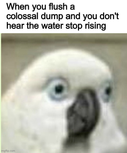When you flush a colossal dump and you don't hear the water stop rising | image tagged in dank memes,that face you make when,oh shit | made w/ Imgflip meme maker