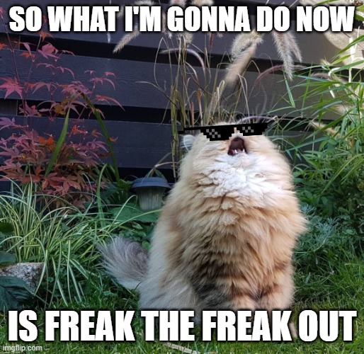 Victorious freak the freak out song reference I jus couldnt resist it | SO WHAT I'M GONNA DO NOW; IS FREAK THE FREAK OUT | image tagged in singing cat,memes,music meme,victorious | made w/ Imgflip meme maker
