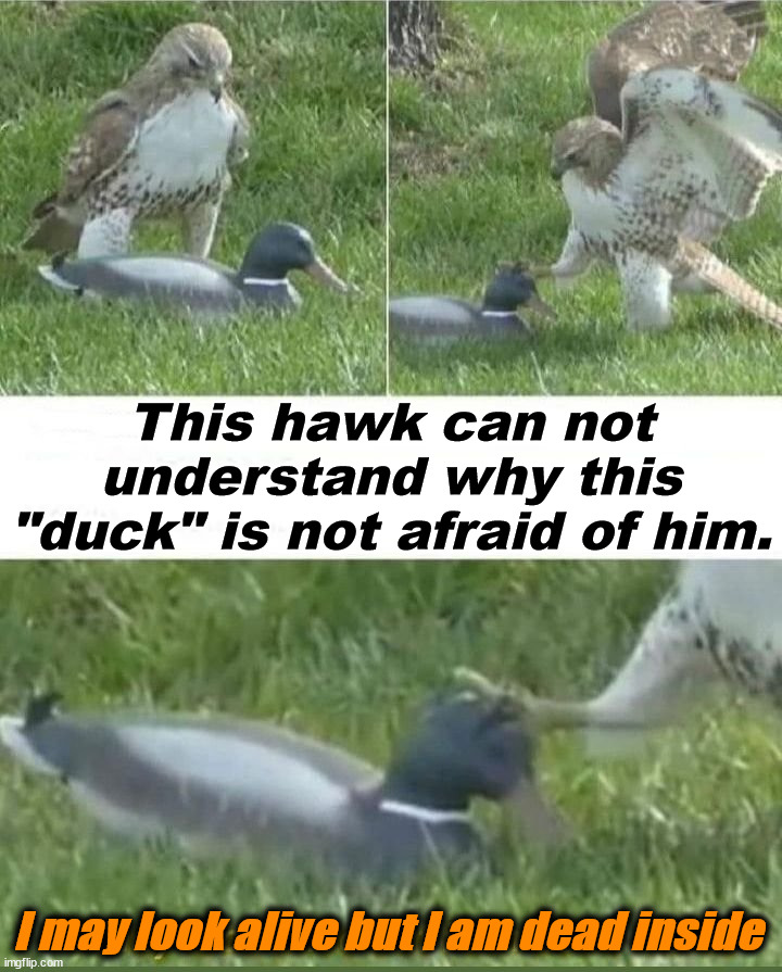I am kind of like that decoy. | This hawk can not understand why this "duck" is not afraid of him. I may look alive but I am dead inside | image tagged in dead inside,understandable have a great day,memes | made w/ Imgflip meme maker