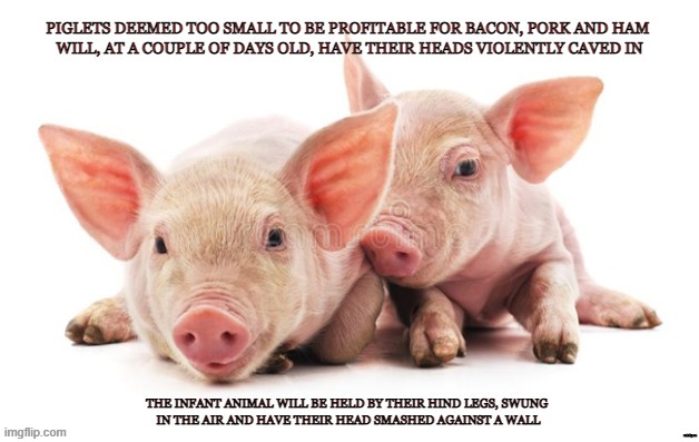 Runts | minkpen | image tagged in vegan,bacon,ham,pork,farming,piglet | made w/ Imgflip meme maker