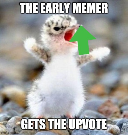 Upvote is worm. | THE EARLY MEMER; GETS THE UPVOTE | image tagged in early bird | made w/ Imgflip meme maker