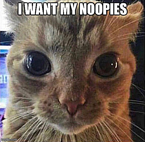 I want my noopies | image tagged in shitpost | made w/ Imgflip meme maker