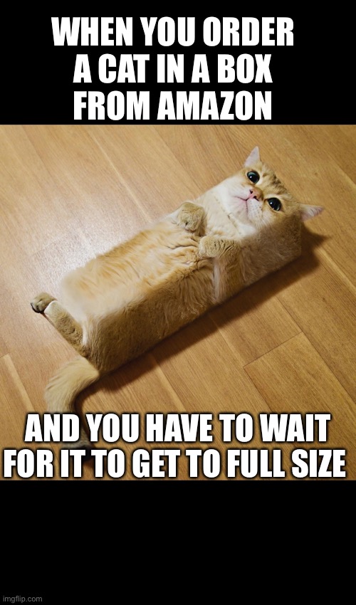 Cat in a box delivery | WHEN YOU ORDER 
A CAT IN A BOX 
FROM AMAZON; AND YOU HAVE TO WAIT FOR IT TO GET TO FULL SIZE | image tagged in funny cats,funny,delivery,amazon | made w/ Imgflip meme maker