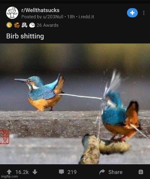 birb | made w/ Imgflip meme maker