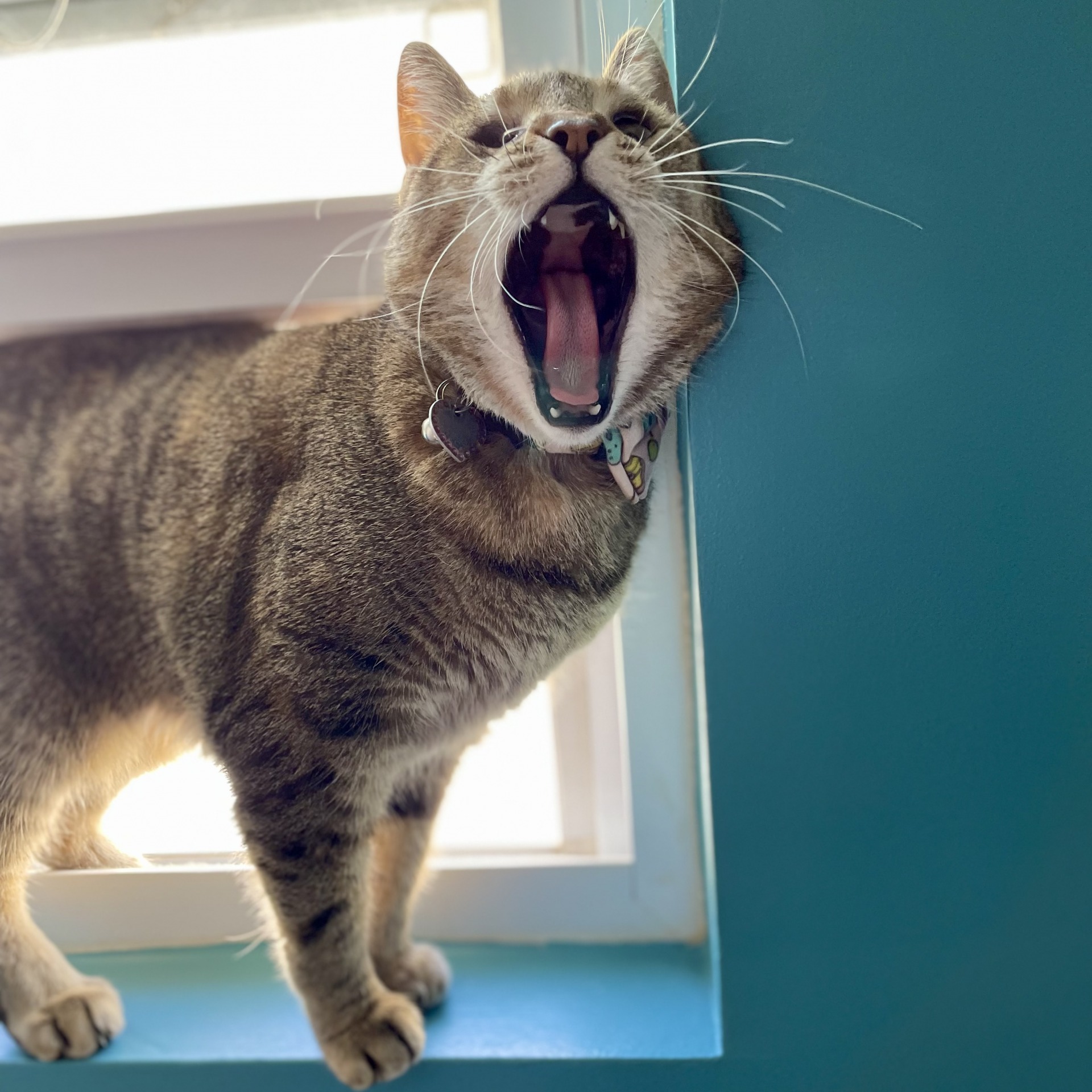 High Quality Cut cat Blank Meme Template