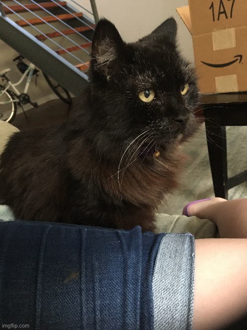 Help it’s on my leg | made w/ Imgflip meme maker