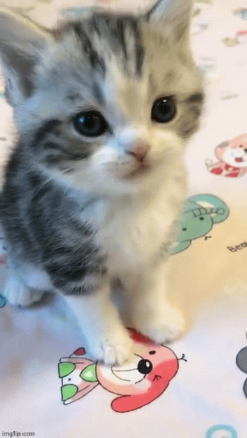 Cat. (Gif version in comments) | made w/ Imgflip meme maker