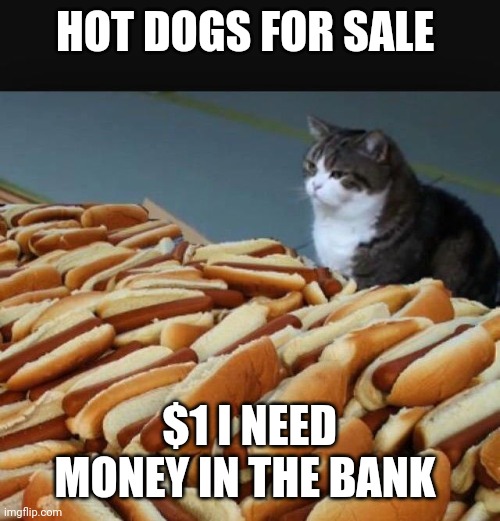 Cat hotdogs | HOT DOGS FOR SALE; $1 I NEED MONEY IN THE BANK | image tagged in cat hotdogs | made w/ Imgflip meme maker