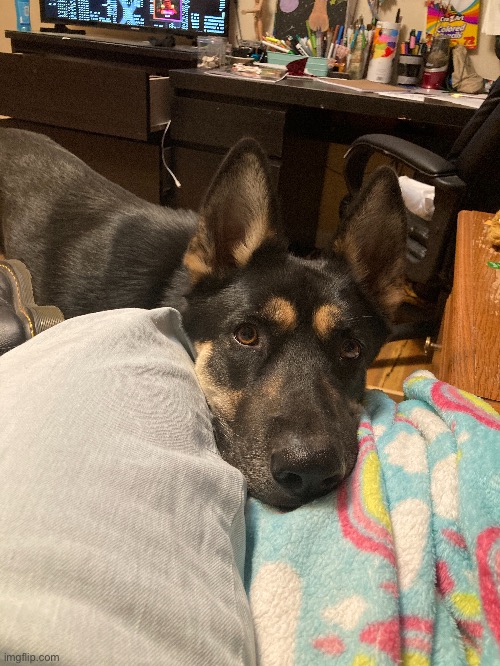 Dog | made w/ Imgflip meme maker