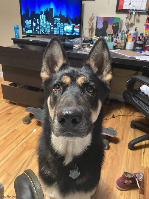 Dog | made w/ Imgflip meme maker