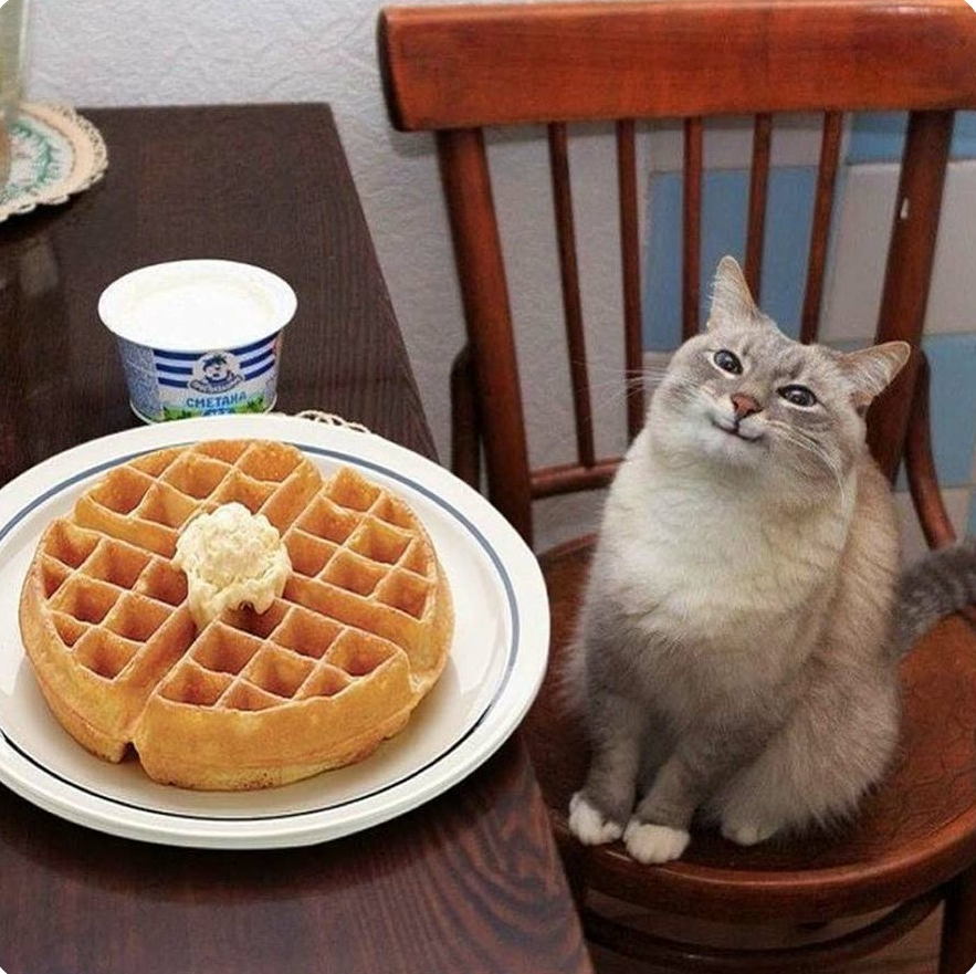 Waffle cat Blank Meme Template