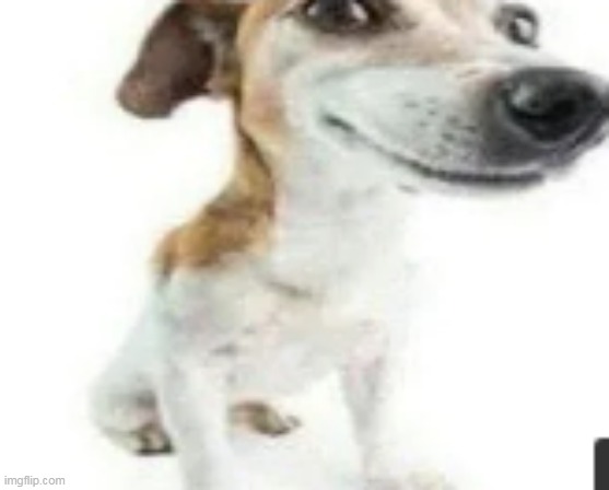 wha da dog doin? | made w/ Imgflip meme maker