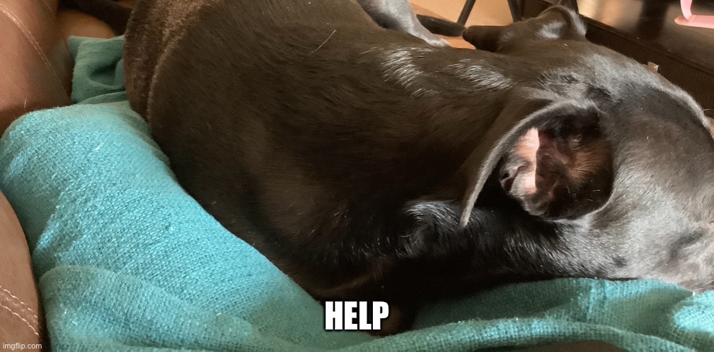 HELP | made w/ Imgflip meme maker