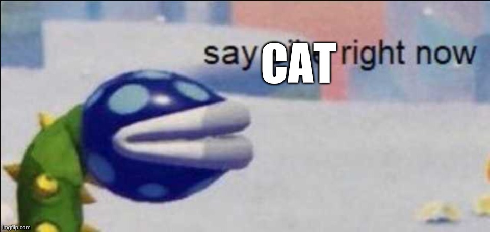 Say sike right now | CAT | image tagged in say sike right now | made w/ Imgflip meme maker