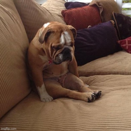 bulldogsad | image tagged in bulldogsad | made w/ Imgflip meme maker