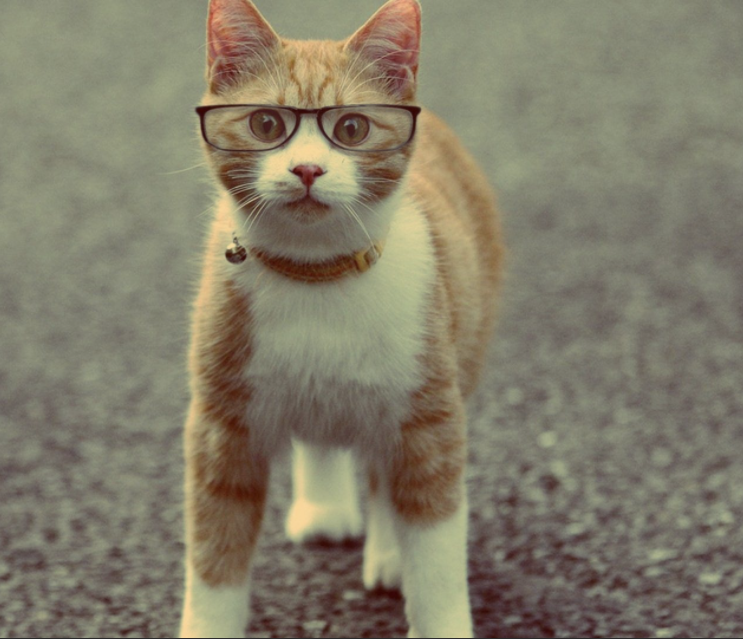 Cat with Glasses Blank Meme Template