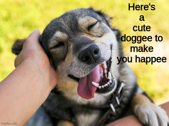 Cute dog |  Here's a cute doggee to make you happee | image tagged in dog,cute dog | made w/ Imgflip meme maker