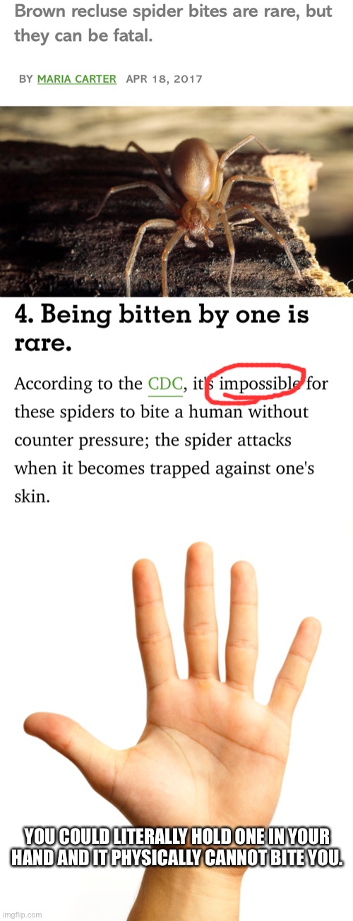 OMG S C A R Y | YOU COULD LITERALLY HOLD ONE IN YOUR HAND AND IT PHYSICALLY CANNOT BITE YOU. | image tagged in funny,spiders | made w/ Imgflip meme maker