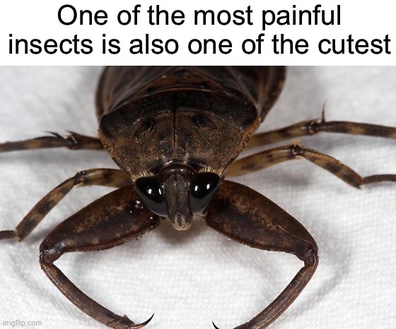 Giant Water Bug | One of the most painful insects is also one of the cutest | image tagged in cute | made w/ Imgflip meme maker