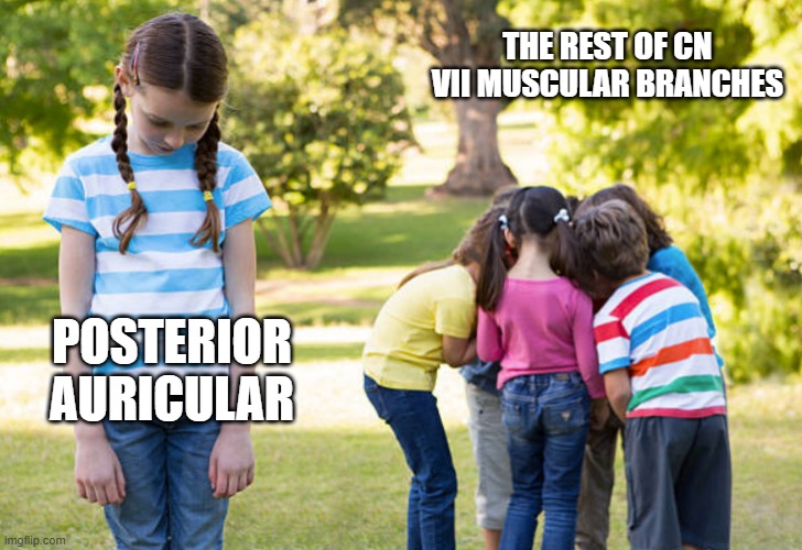 CN VII | THE REST OF CN VII MUSCULAR BRANCHES; POSTERIOR AURICULAR | image tagged in medical school | made w/ Imgflip meme maker