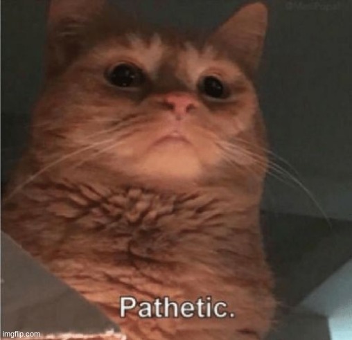 Pathetic Cat | image tagged in pathetic cat | made w/ Imgflip meme maker