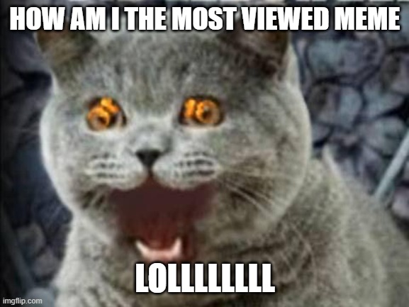 lol | HOW AM I THE MOST VIEWED MEME; LOLLLLLLLL | image tagged in lolcat | made w/ Imgflip meme maker