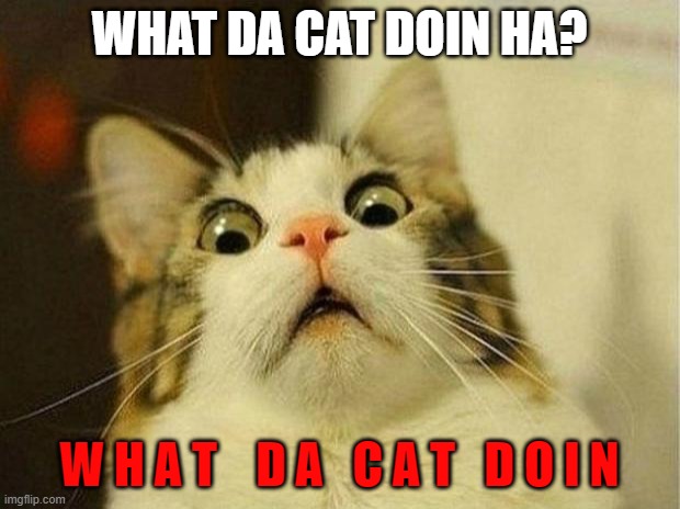 Scared Cat Meme | WHAT DA CAT DOIN HA? W H A T    D A   C A T   D O I N | image tagged in memes,scared cat | made w/ Imgflip meme maker