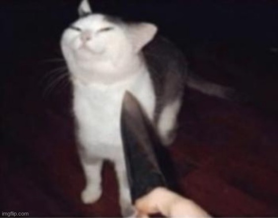 smug cat and the knife | image tagged in smug cat and the knife | made w/ Imgflip meme maker