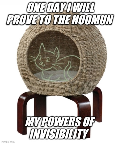 Invisible kitty | ONE DAY I WILL PROVE TO THE HOOMUN; MY POWERS OF INVISIBILITY | image tagged in cats,invisible | made w/ Imgflip meme maker